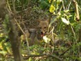 /album/some-overseas-trips/jackal-with-monkey-kill-corbett-jpg/